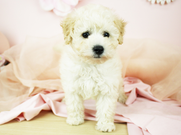 子犬の名前が決まりました☆